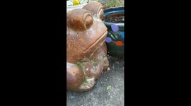 Toad lives in toad-shaped pot