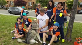 Alaskan Malamute Sojou Therapy Dog in Training meets Anjou FC United