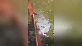 Newsflare Edit - Tourists give hungry crocodiles pieces of meat to eat
