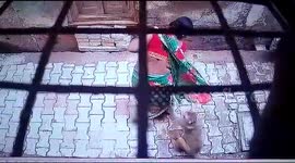 Thug-like monkeys attack woman and old man walking through alley