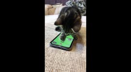 Kitten Playing Pokemon Go