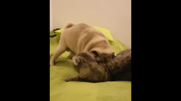 A pug and cat are ready to rumble