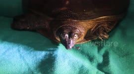 Turtle with fishing hook stuck in mouth rescued by wildlife activists in western India