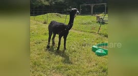 Newsflare Edit - Newsflare Edit - Oh to be an Alpaca being hosed down at @deencityfarm  #heatwave https://t.co/YlOBq3KdYv