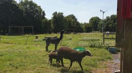 Alpaca being hosed down at Deen City Farm,  london