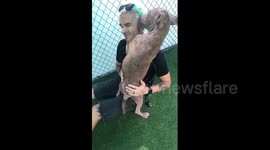 Florida dog with badly damaged skin won’t let go of her adopters after they sign the papers