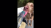 temp
