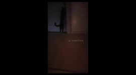 Hello? Possibly the best cat video ever! Cat says hello perfectly trying to get its owner to open the door.