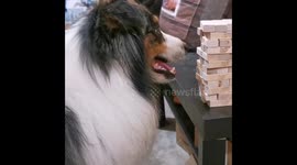 The dog solves the tower the same day it is presented to him