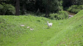Cute goat on a walk