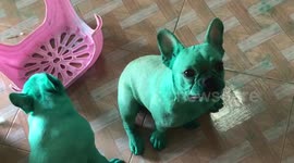 Naughty French bulldogs paint themselves GREEN after raiding food colouring from kitchen