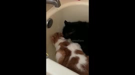 Cats sharing a cool drink in the bathtub.