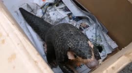 Chinese police officers break toilet to free trapped pangolin