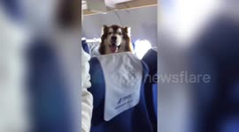 Giant Alaskan malamute spotted accompanying owner on plane in China