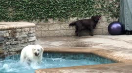 These dogs know how to have a good time! US pooches let loose in backyard