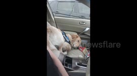 Golden retriever has a long day and falls asleep in strange position