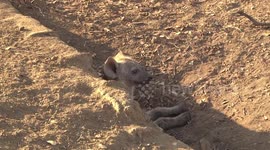 A nervous baby Hyaena at its den as mother basks in the sun nearby
