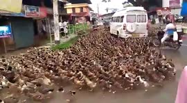 Motorists stranded as army of ducks swoops over busy road in southern India