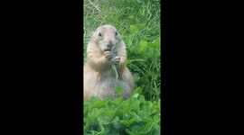 Prairie Dog: u lookin' at me?