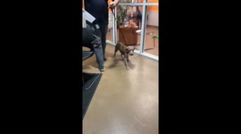 Fish the dog gets adopted!