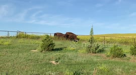 Small corgi takes on huge bison in the US Midwest