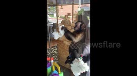 No monkeying around! Capuchin cleans windows in Houston