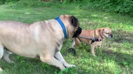 Bullmastiff playing with paralyzed puggle