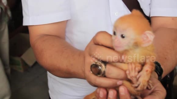 Protected species rescued from illegal auctions in Indonesia