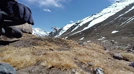 Birds do not fear you in (Tibet's) worst place to live