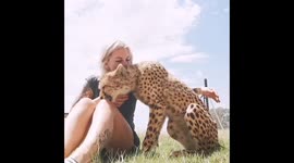 This cheetah is friendlier than your cat