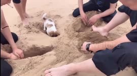 Tiny puppy joins in with his human friends digging holes on beach in China