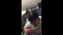 Cat Licks Human Brother's Head