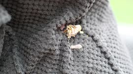 British holidaymakers discover rare 'stowaway' bee from Turkey has made a home on their sofa