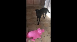 Scared and excited over a new toy for a puppy