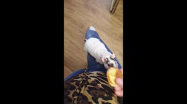 Pet rat scurries up pants leg of owner to get pancake breakfast