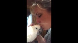 True love of a nine-year-old cockatoo for his mum!