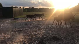 City Slickers sons forced to help farmer feed their animals doesn’t go as planned