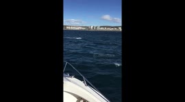 Graphic footage Shark Eats seal