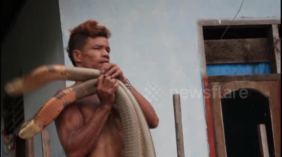 Brave Indonesian snake handler goes viral for manhandling muscly cobras