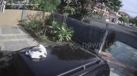 Driver leaves home without realising their cat is on the roof of the car