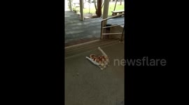 Kind security guard helps cat down from the roof by letting it climb on his shoulder