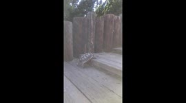 Tortoise trying to go up stairs