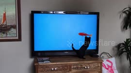 Confused kitten attacks TV fish so aggressively he falls off the stand