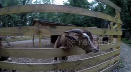 Walking with GoPro around petting zoo