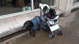Cute Scottie in a pram and a blind dog are waiting outside Waitrose Kensington
