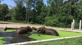 Elephants have a splashing time in Hungary zoo