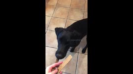 A Labrador puppy is only allowed one treat but has speed of lighting and makes her get away