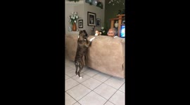 Boxer dog is not fooled