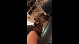 Boxer dog wants to eat mommy’s fingers