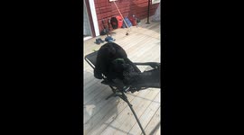 Dog acting cool after almost getting eaten by the scary human chair